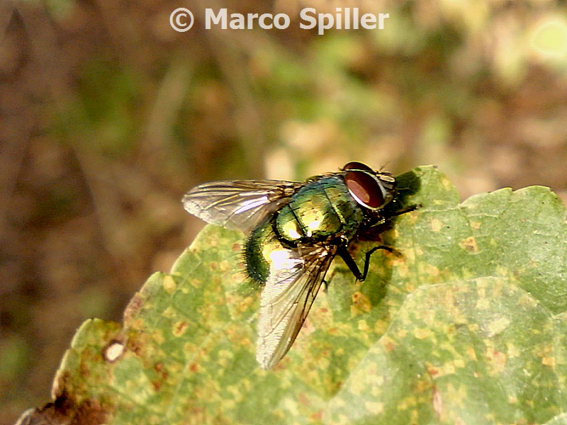 Calliphora